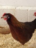 Cotswold Mottled Leghorn Sold out