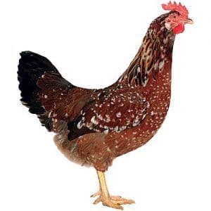 Cotswold Mottled Leghorn Sold out Available  on 4th April