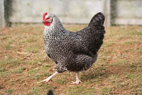 Cotswold Speckled Hen Available