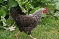 Cotswold Speckled Hen - Sold out