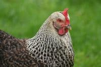 Cotswold Speckled Hen - Sold out
