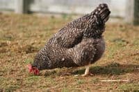 Cotswold Speckled Hen - Sold out Available from 30th March