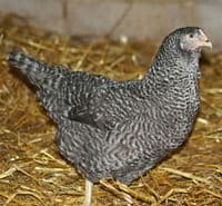 Cotswold Speckled Hen - Sold out Available from 30th March