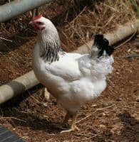 Cotswold Sussex Sold Out