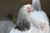 Cotswold Sussex Sold Out