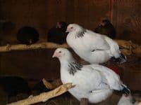 Cotswold Sussex Sold out Available from pm 30th March