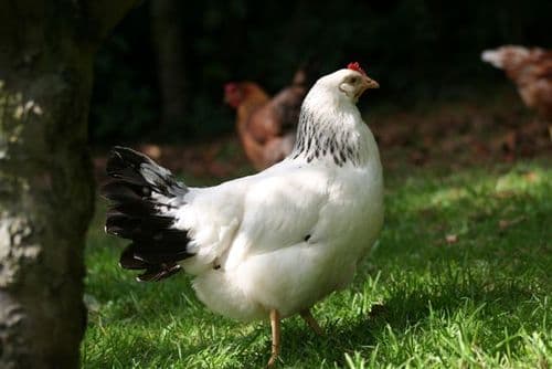 Cotswold Sussex Sold out Available from pm 30th March