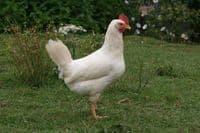 Cotswold White Star - Limited stock