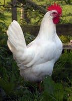 Cotswold White Star - Limited stock