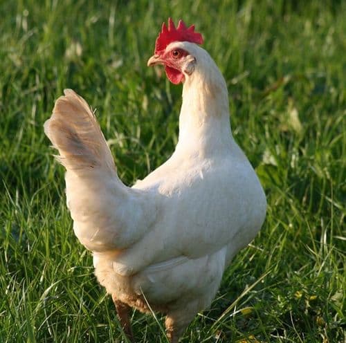 Cotswold White Star - Sold out