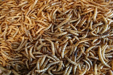 Dried Mealworms For Wild Birds