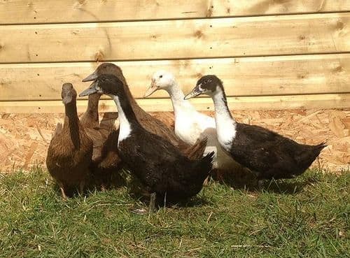 Ducklings. Please call for details of current stock