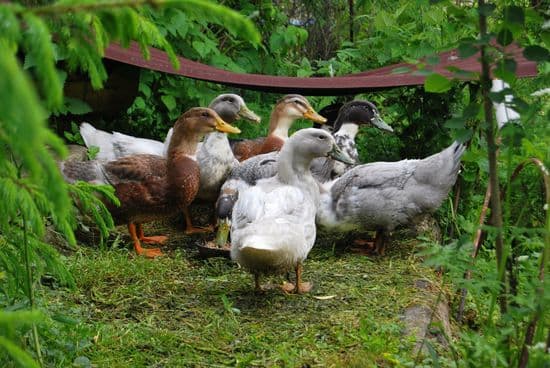 Ducks - Due approx around Easter