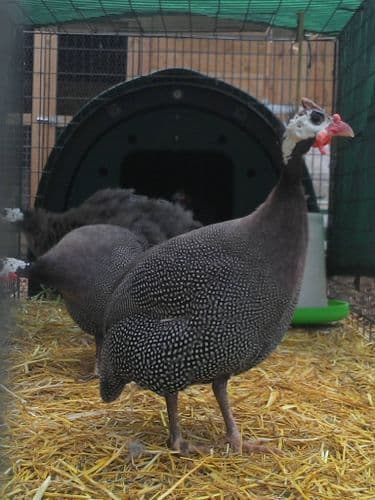 Guinea Fowl