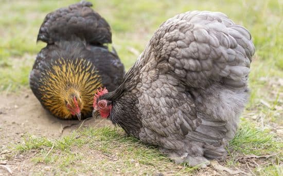 Quail - 17th May  Sold out next batch due around 17th May