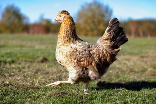 The Tufty Bar Due - Available