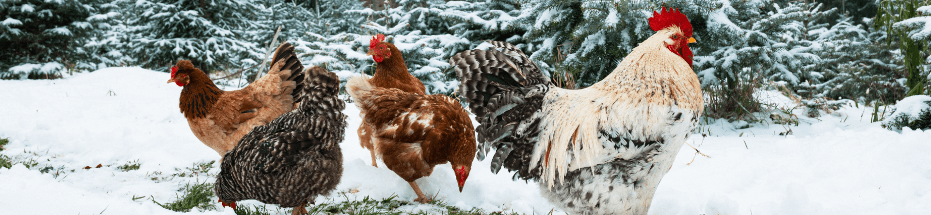 Chickens in snow winter care