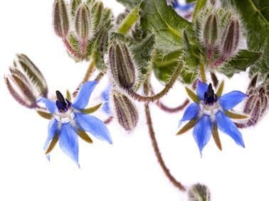 Pure Borage (Starflower) Oil
