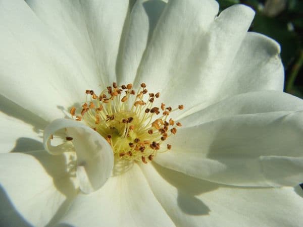 Pure Camellia Oil