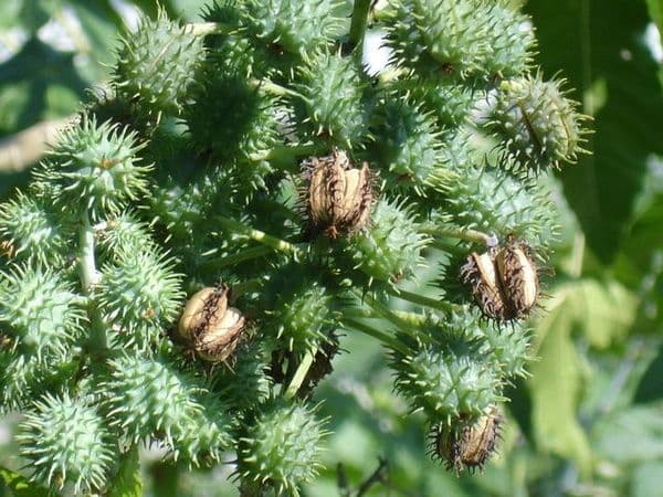 Pure Castor Oil