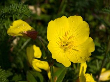 Pure Evening Primrose Oil