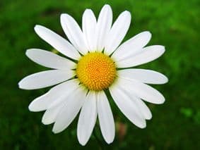 Pure Natural English Chamomile Water