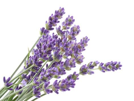 Pure Natural English Lavender Floral Water
