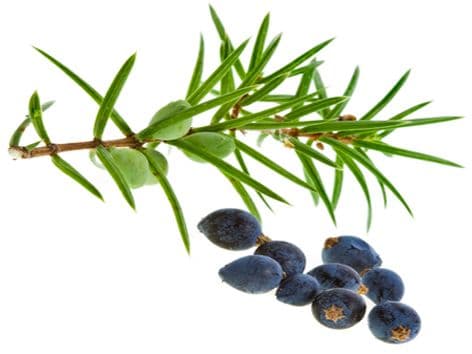 Pure Natural Juniperberry Floral Water