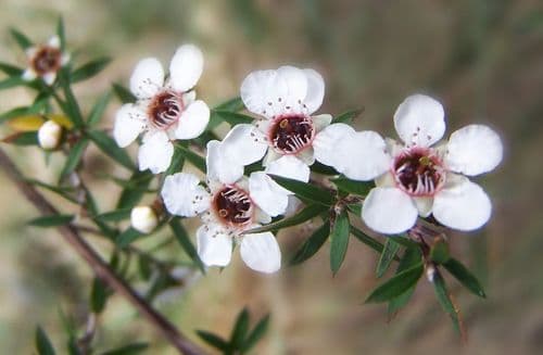 Pure Natural Manuka Water