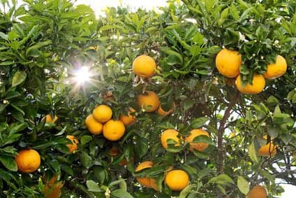Pure Natural Orange Blossom Water