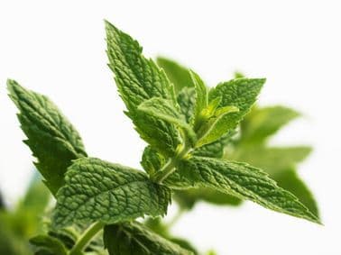 Pure Natural Peppermint Water