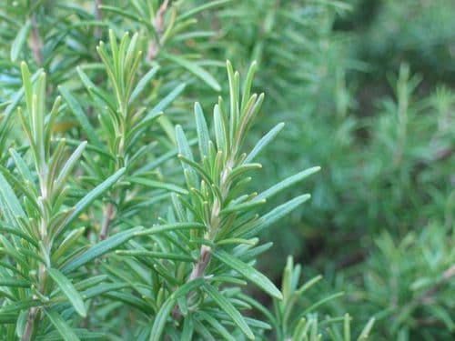 Pure Natural Rosemary Floral Water