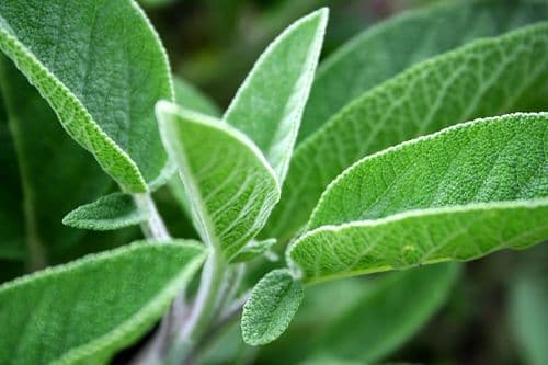 Pure Natural Sage Water