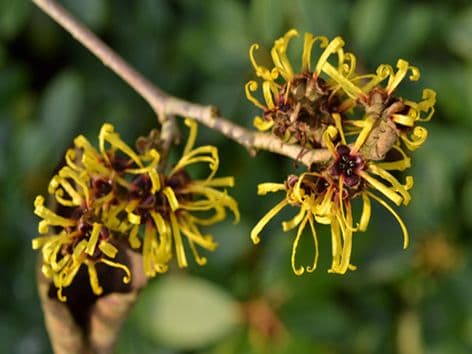 Pure Natural Witch Hazel (Alcohol Free)