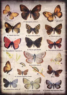7 Dots Studio - Butterfly Effect – Butterfly Collection Rice Paper