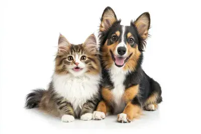 Animals & Pets