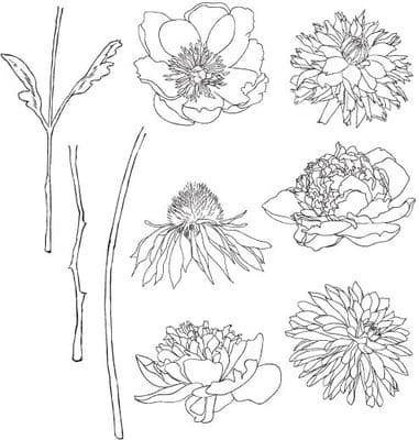 CMS215 Tim Holtz Cling Mounted Stamp Set - Flower Garden