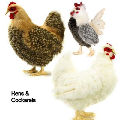 Hansa Chickens
