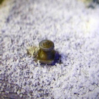 AX066-OO 3D Printed Canal/Quayside Mooring Bollards (Pack of 24) OO/4mm/1:76