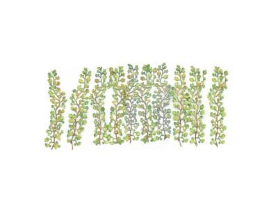 Gaugemaster GM1662 Virginia Creepers (Pack of 12)