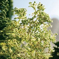 Noch Seafoam Trees For Model Trees on OO/HO/N Scale Model Railways - 23100