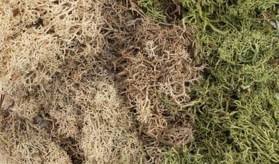 Winter Mix EZ Bushes by All Game Terrain G6500