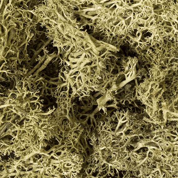 Woodland Scenics L161 Spring Green Lichen