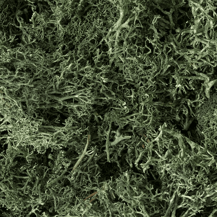 Kitte Ls Top Deep Lichen Green