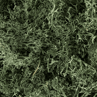 Woodland Scenics L164 Dark Green Lichen