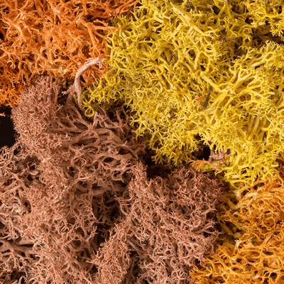 Woodland Scenics L165 Autumn Mix Lichen