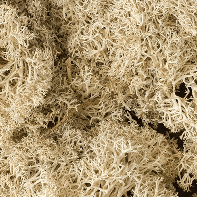 Woodland Scenics L166 Natural Lichen