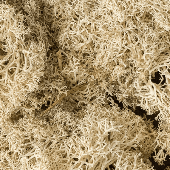 Woodland Scenics L166 Natural Lichen