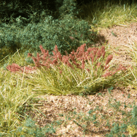 Woodland Scenics Tuft Tac – Easily Model Grass Tufts
