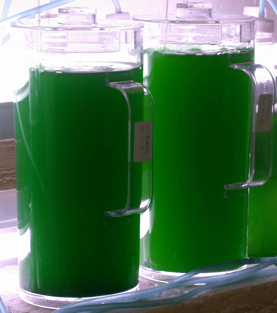 * NEW * Live marine Dunaliella Salina microalgae starter culture
